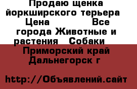 Продаю щенка йоркширского терьера  › Цена ­ 20 000 - Все города Животные и растения » Собаки   . Приморский край,Дальнегорск г.